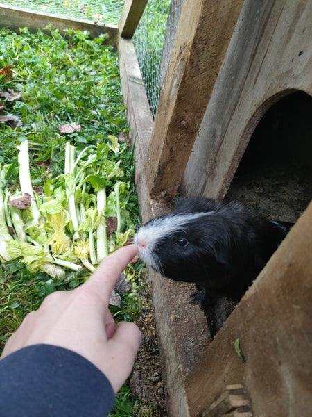 ~FREE Gorgeous Male Guinea Pig~ Carousel 5