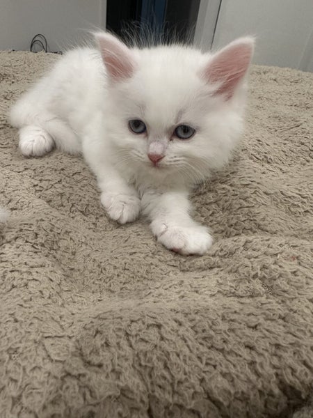 Ragdoll Kittens – 4 Weeks Old – Ready in One Month Carousel 7