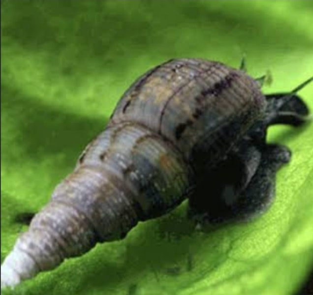 Trumpet Snails x20 Carousel 1