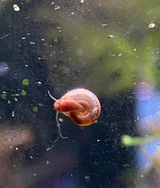 x20 mini ramshorn snails Carousel 1