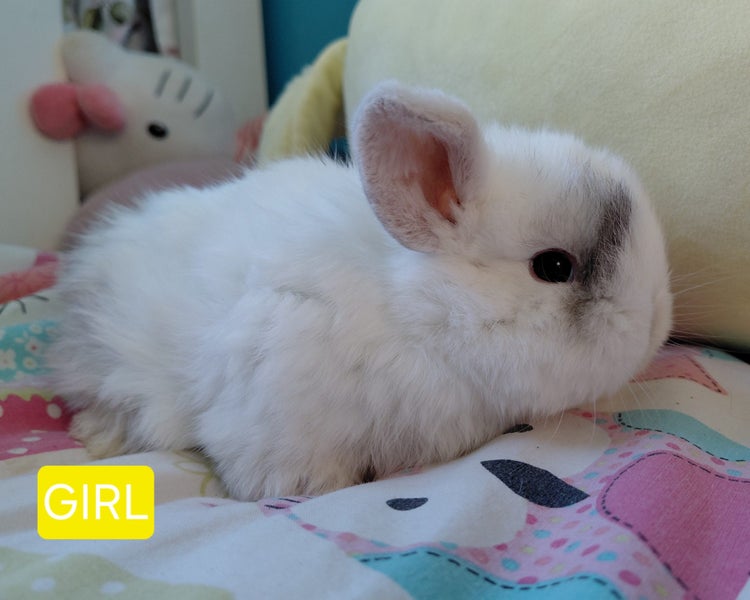 Gorgeous Pure Bred Mini Lops Carousel 10