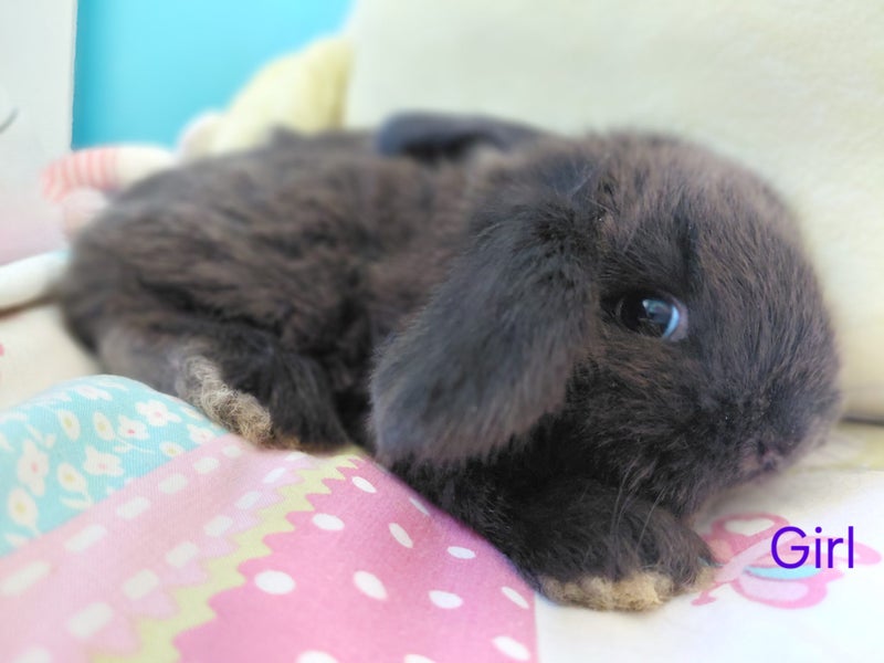 Gorgeous Pure Bred Mini Lops Carousel 1