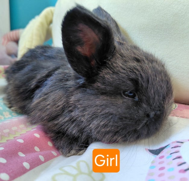 Gorgeous Pure Bred Mini Lops Carousel 10
