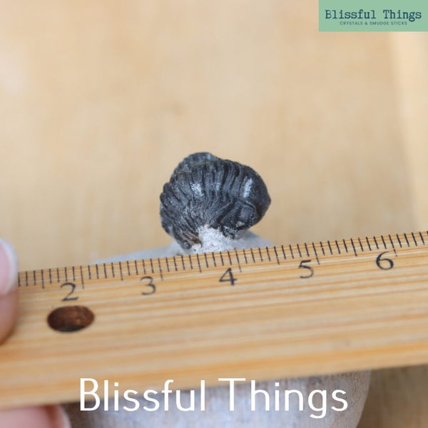 Trilobite (TMz145) Carousel 9