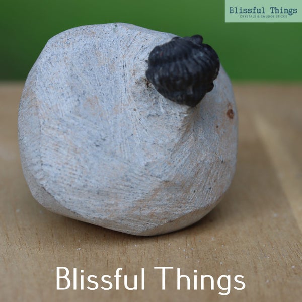 Trilobite (TMz145) Carousel 2