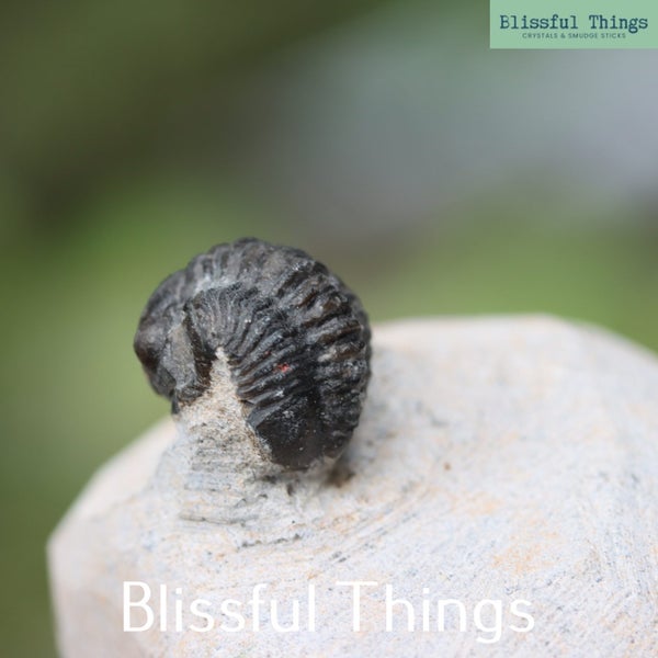 Trilobite (TMz145) Carousel 1