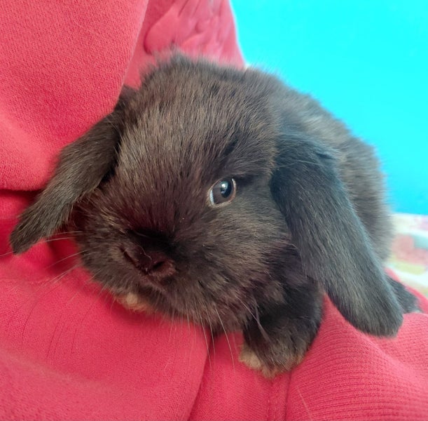 Gorgeous Pure Bred Mini Lops Carousel 2