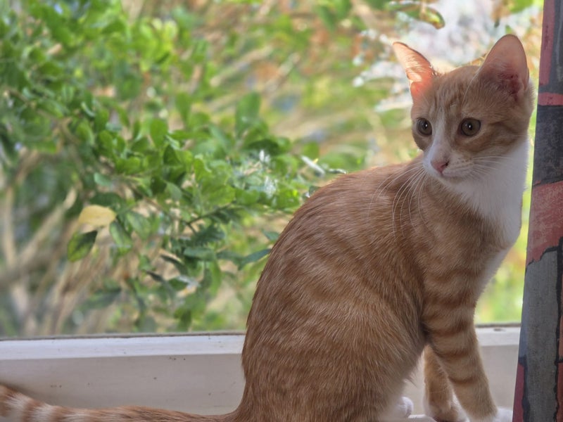 Sweet & Playful Ginger Kitten– Ready for Adoption! PAWSITIVE RESCUE Carousel 1