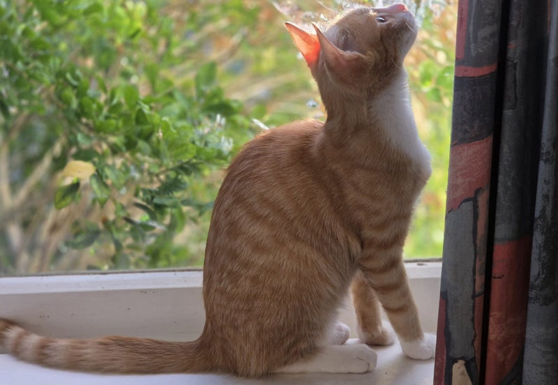 Sweet & Playful Ginger Kitten– Ready for Adoption! PAWSITIVE RESCUE Carousel 2