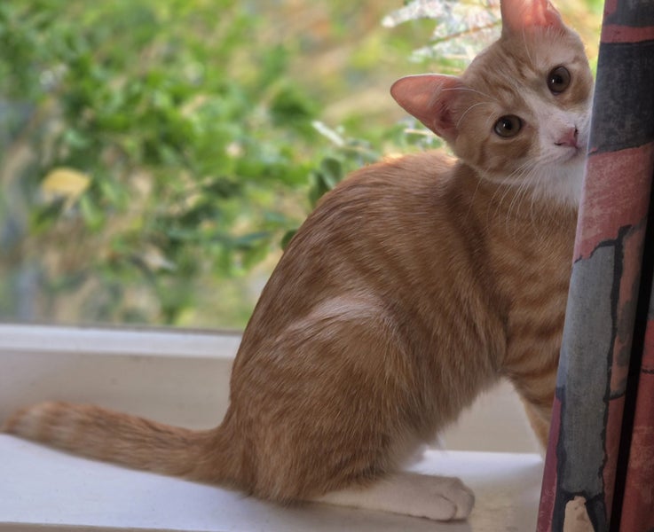 Sweet & Playful Ginger Kitten– Ready for Adoption! PAWSITIVE RESCUE Carousel 3