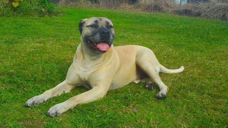 4 year old Bull mastiff Cross Free to good home. Carousel 2