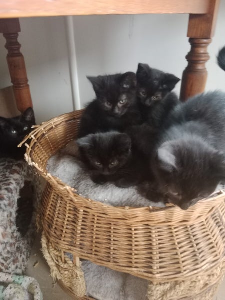 Free black kittens Carousel 1