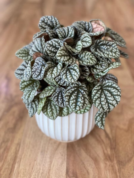 Peperomia Burbella | Babylon Botanics Carousel 1