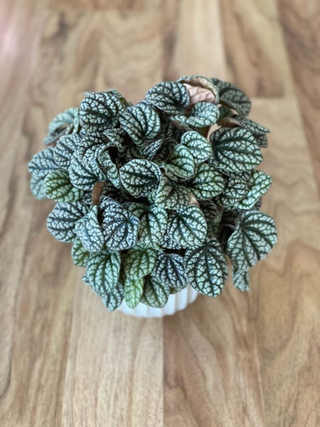Peperomia Burbella | Babylon Botanics Carousel 2