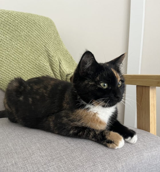 Tortoiseshell Kitten Carousel 2