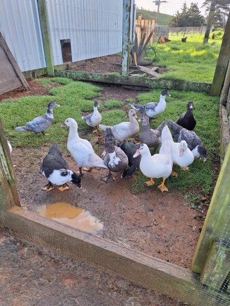 Pekin Ducks for Sale Carousel 1