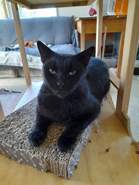 Brave Paws Cat Rescue - Cat - Queen Naimah Carousel 2