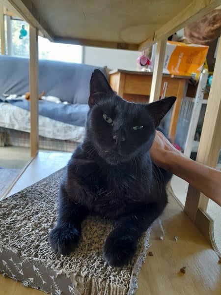 Brave Paws Cat Rescue - Cat - Queen Naimah Carousel 1