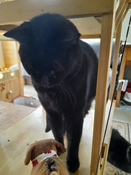 Brave Paws Cat Rescue - Cat - Queen Naimah Carousel 10
