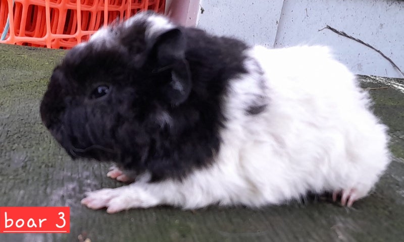 Guinea pigs Carousel 1