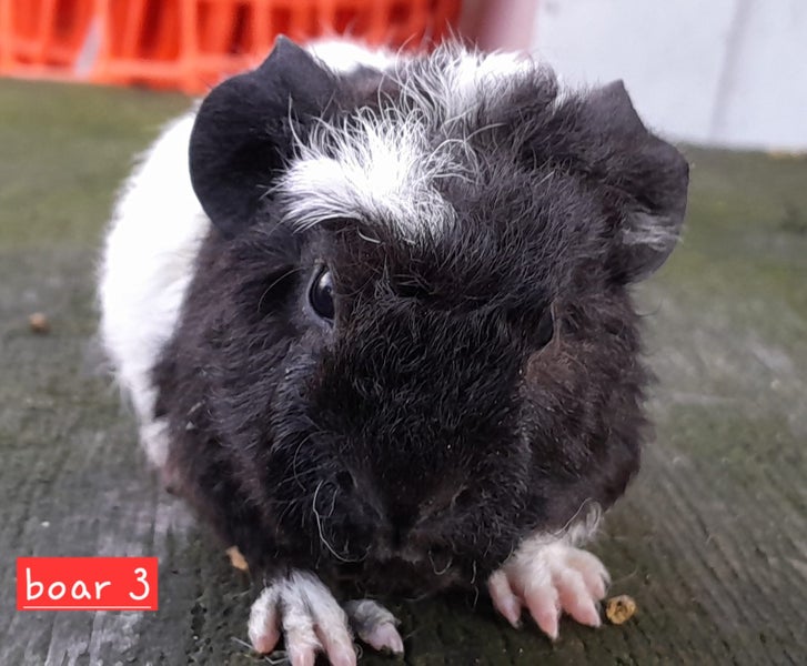 Guinea pigs Carousel 2