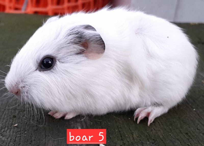 Guinea pigs Carousel 9