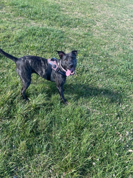 Bella - Good with Other Dogs and Children Carousel 1