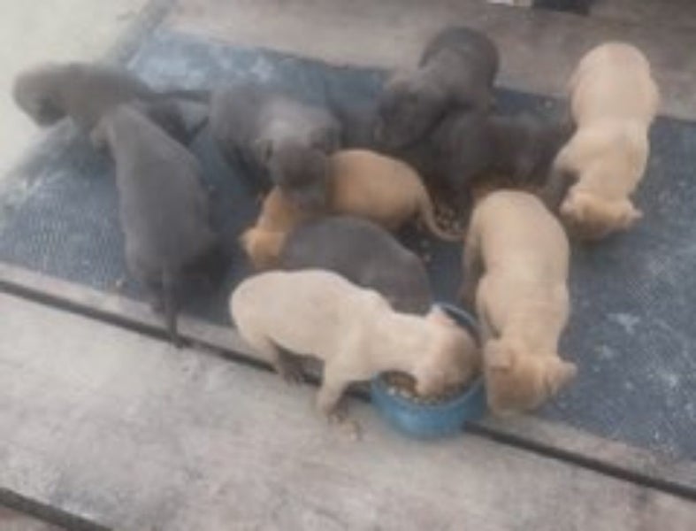 American Bully Puppies Carousel 2