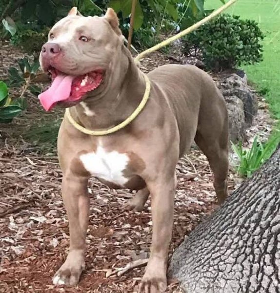 American Bully Puppies Carousel 11