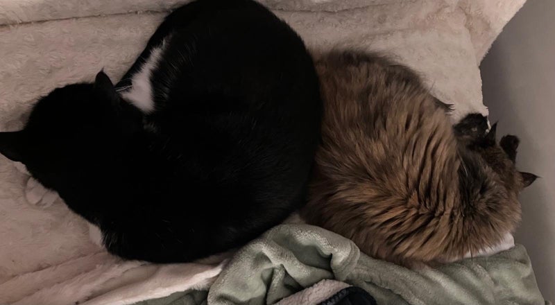 Two Adorable cats looking for a new home Carousel 2