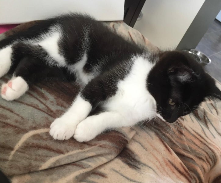 Two Adorable cats looking for a new home Carousel 19