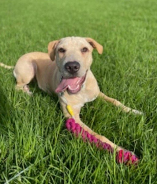 Louie - 8 months old, Good with Other Dogs Carousel 1