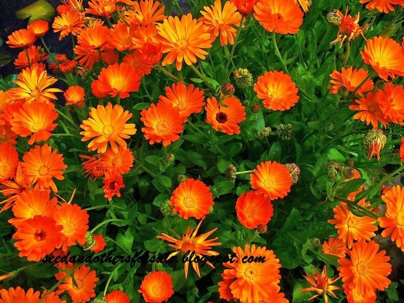 ORANGE FLOWER SEED COMBO Carousel 1