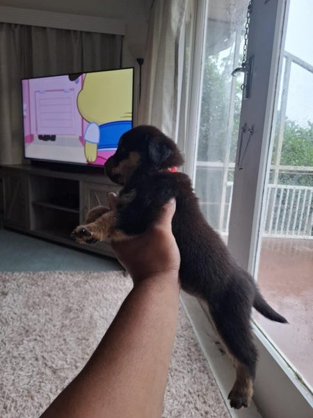Purebred Rottweilers puppies Carousel 2