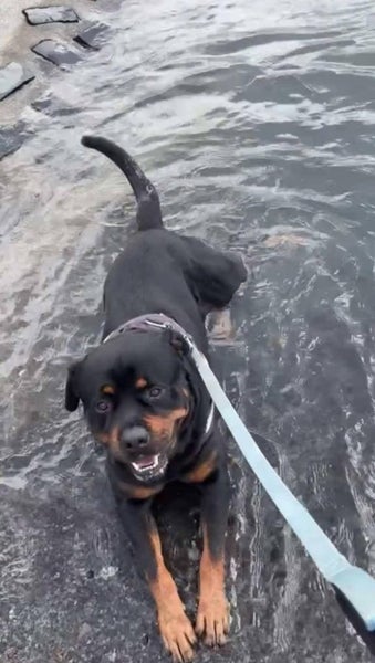 Purebred Rottweilers puppies Carousel 8