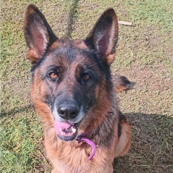 Sunny - Shepherd - BOI Animal Rescue Trust Carousel 1