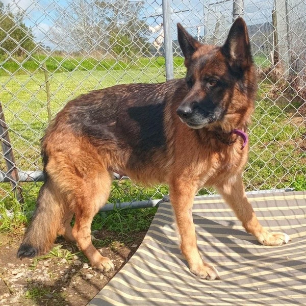 Sunny - Shepherd - BOI Animal Rescue Trust Carousel 2