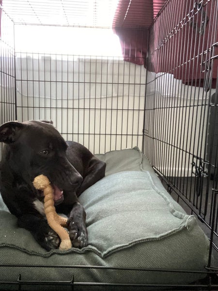 sweet 1 year old Female Dog- Loving Home needed Carousel 1