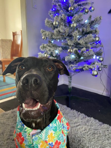 sweet 1 year old Female Dog- Loving Home needed Carousel 2