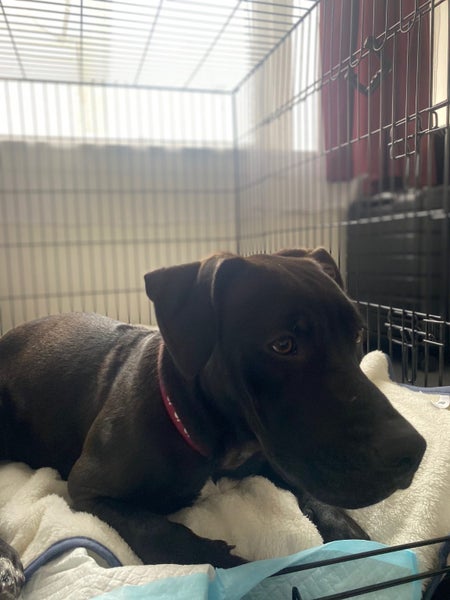 sweet 1 year old Female Dog- Loving Home needed Carousel 7