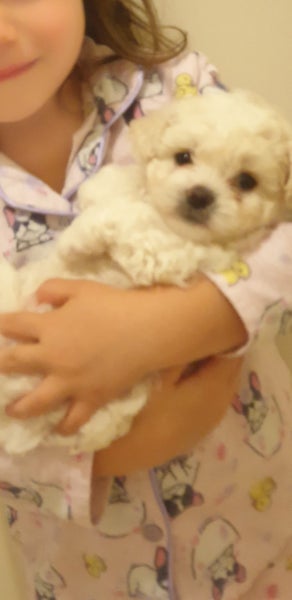 Beautiful Bichon frise Carousel 1