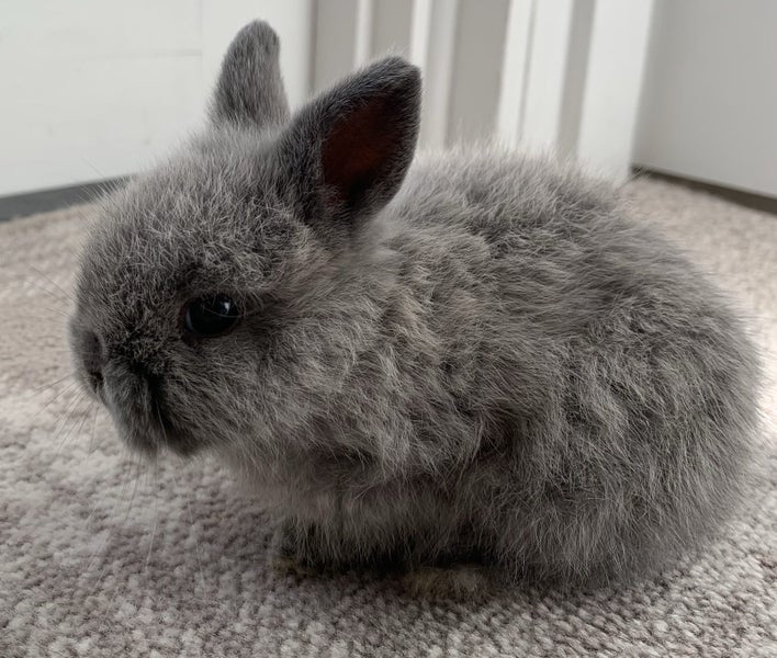 Mini Lop cross Netherland Dwarf Rabbit Carousel 7