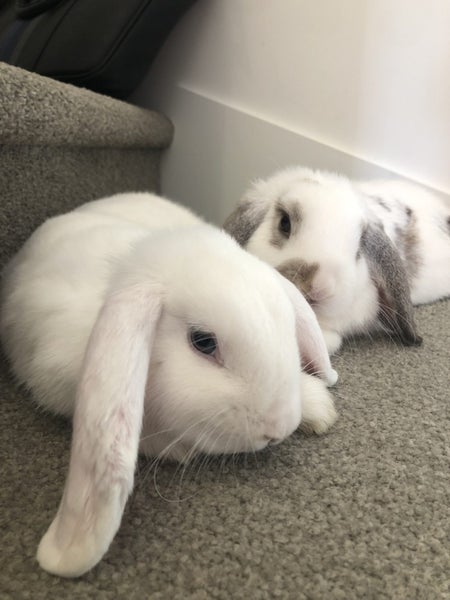 Bonded Pair Of Purebred Mini Lops Carousel 2