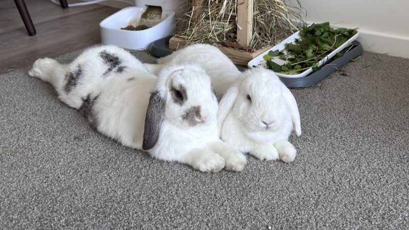 Bonded Pair Of Purebred Mini Lops Carousel 1