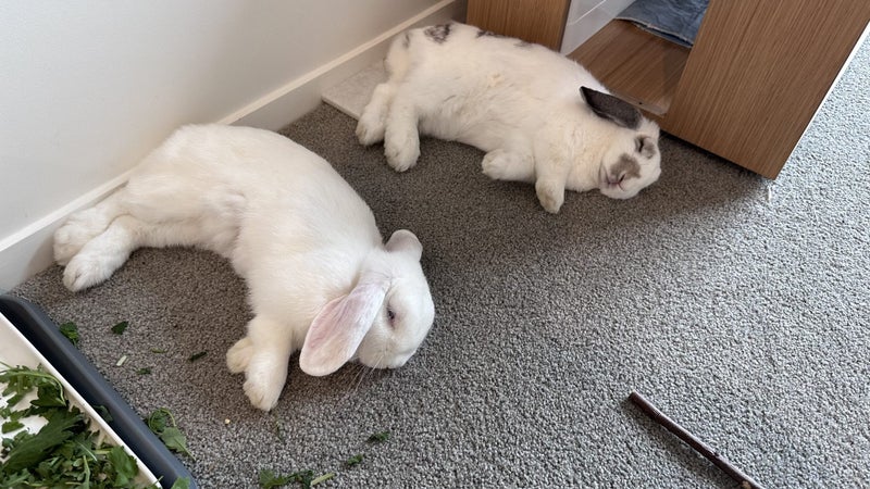 Bonded Pair Of Purebred Mini Lops Carousel 15