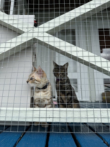 Pepper - only to a good home Carousel 2
