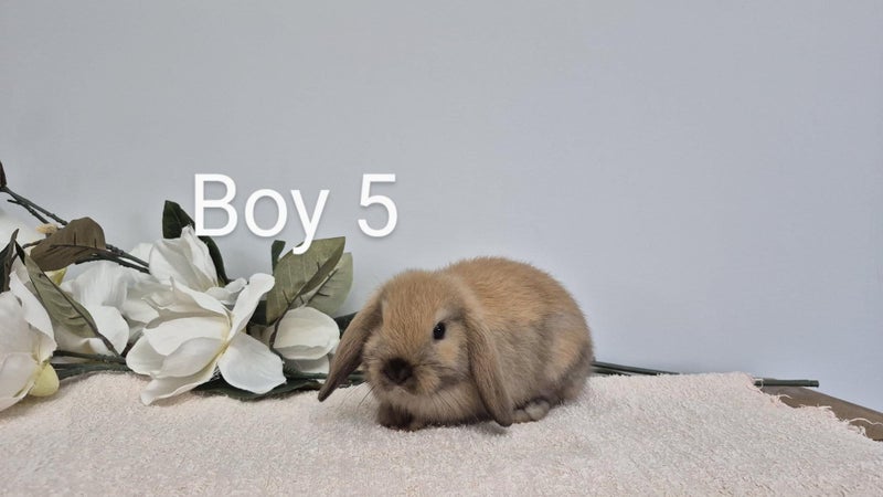 Pure Bred Mini Lops. Carousel 11