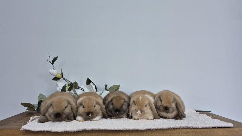 Pure Bred Mini Lops. Carousel 1
