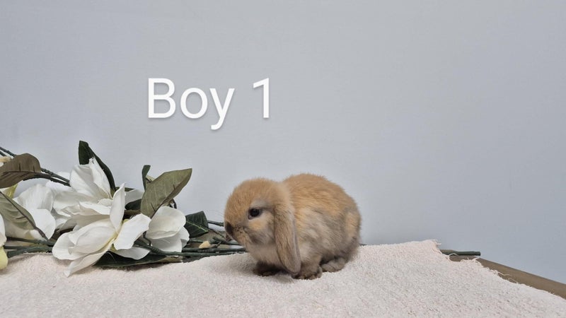Pure Bred Mini Lops. Carousel 2