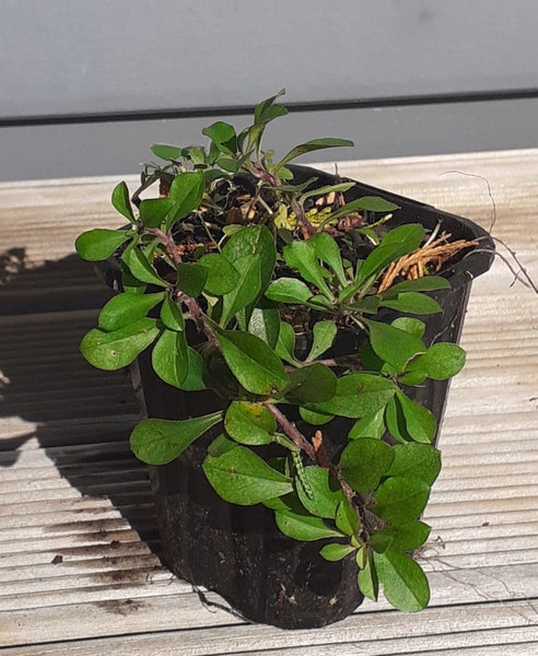 Phlox stolonifera Violet Vere spreading, mat-forming scented Carousel 2